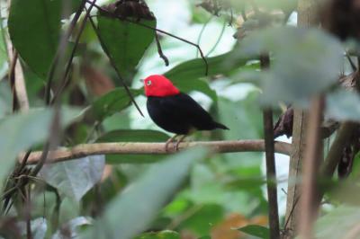 The pipeline road and gamboa discovery center stands as an extraordinary destination for b