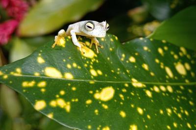 El valle de antón boasts more than a third of the over 1000 bird species present in panam